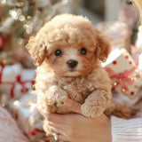 Puppy Toy