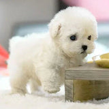 Puppy Toy
