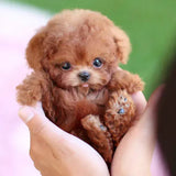 Puppy Toy
