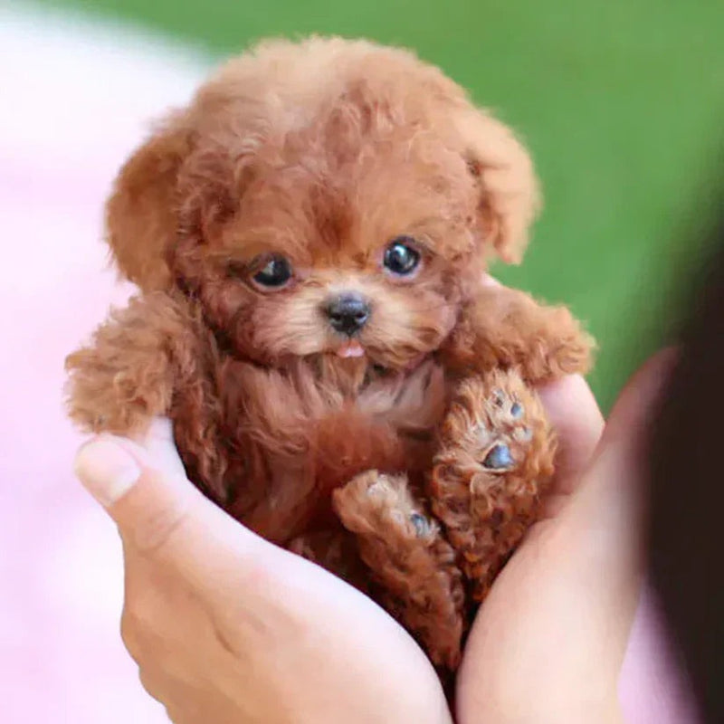 Puppy Toy